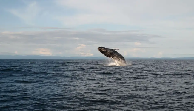 Kolumbien – Entspannung am wilden Pazifik