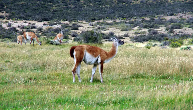 Patagonien – W Trek im Torres del Paine Nationalpark