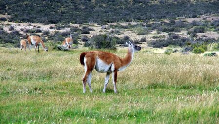 Patagonien – W Trek im Torres del Paine Nationalpark