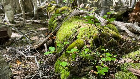 Patagonien – Torres del Paine & Feuerland zu Fuß
