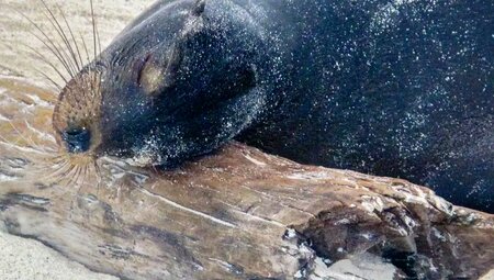 Ecuador - Galápagos-Inseln