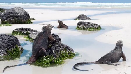 Ecuador – Galapagos Inselhopping im Naturparadies