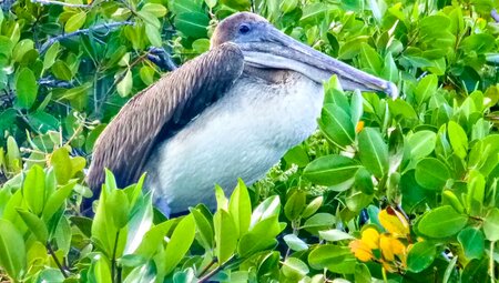 Ecuador – Galapagos Inselhopping im Naturparadies