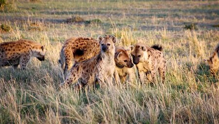 Kenia – Trekking Mount Kenya & Safari Masai Mara