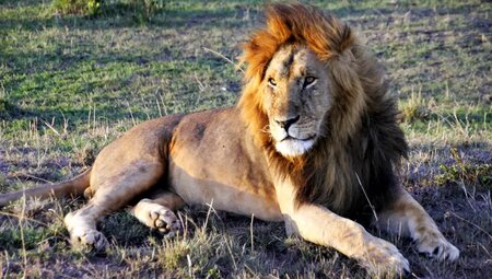 Kenia – Trekking Mount Kenya & Safari Masai Mara