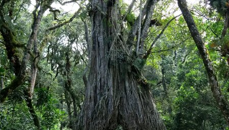 Tansania – Mount Meru Besteigung