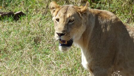 Tansania - Safari intensiv (Reiseverlängerung)