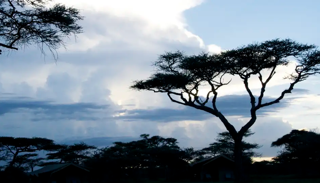 Tansania – Safari intensiv