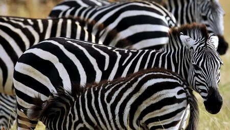 Tansania – Safari intensiv