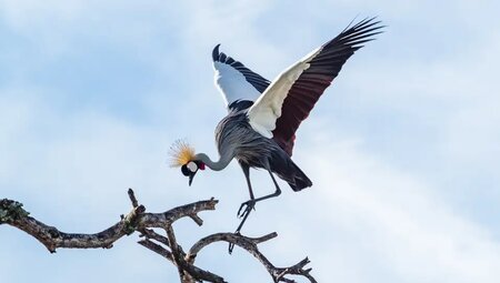 Tansania – Safari intensiv