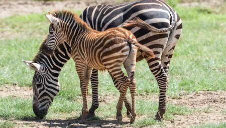 Tansania – Safari intensiv