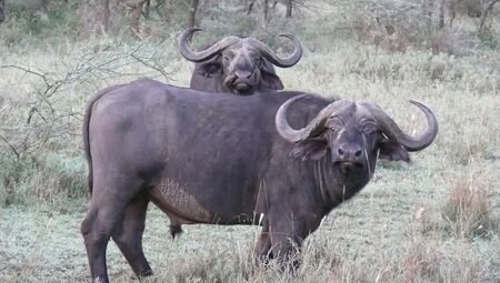 Tansania – Safari intensiv