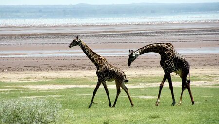 Tansania - Safari intensiv (Reiseverlängerung)