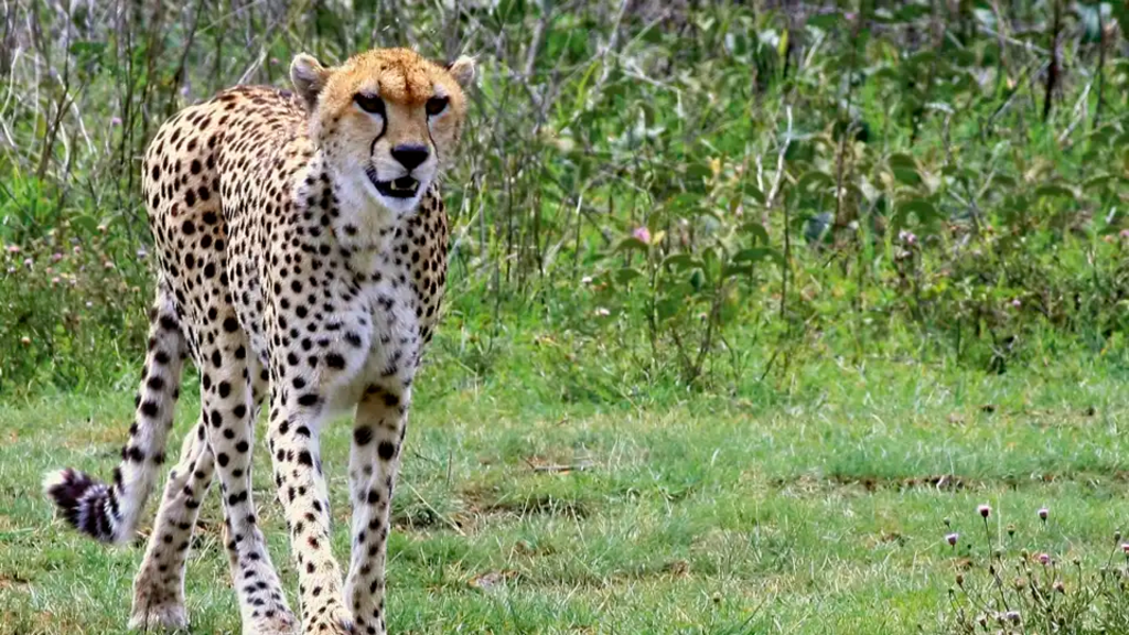 Tansania - Safari kompakt (Reiseverlängerung)