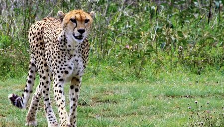 Tansania – Safari kompakt