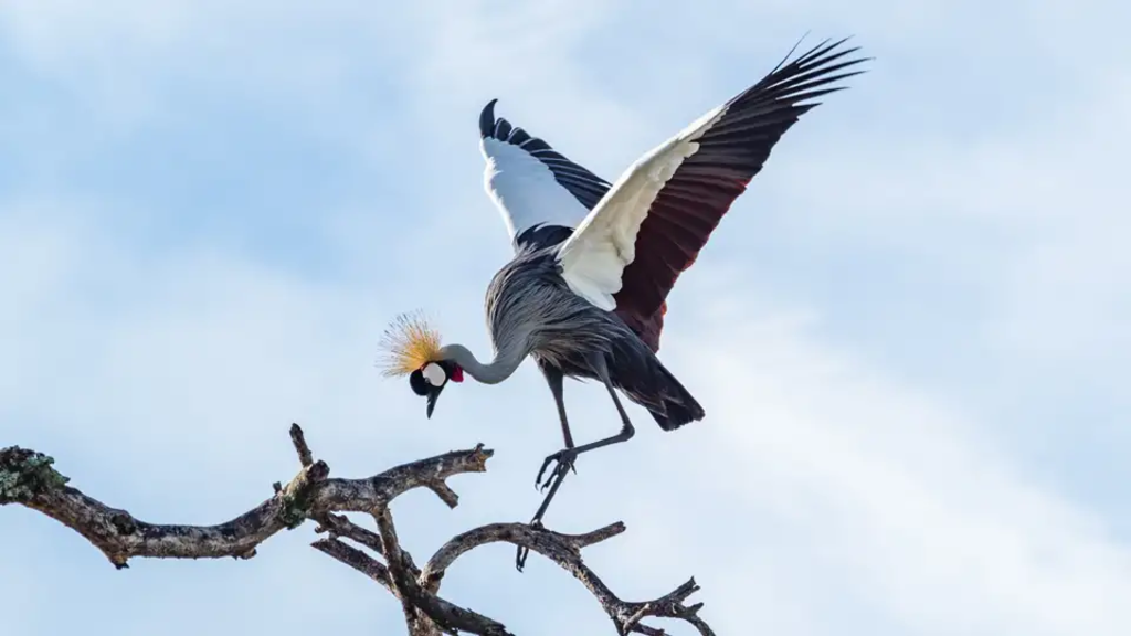 Tansania - Safari kompakt (Reiseverlängerung)
