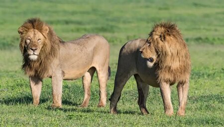 Tansania – Safari kompakt