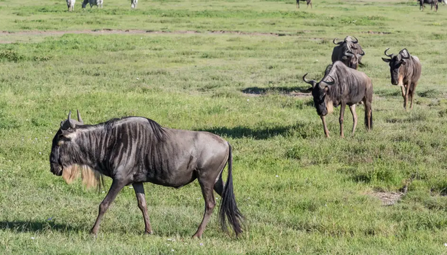 Tansania – Safari kompakt