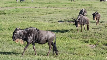 Tansania - Safari kompakt (Reiseverlängerung)