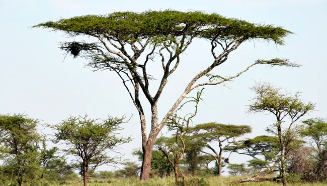 Tansania - Safari kompakt (Reiseverlängerung)