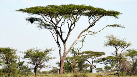 Tansania – Safari kompakt