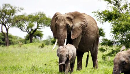 Tansania - Safari kompakt (Reiseverlängerung)