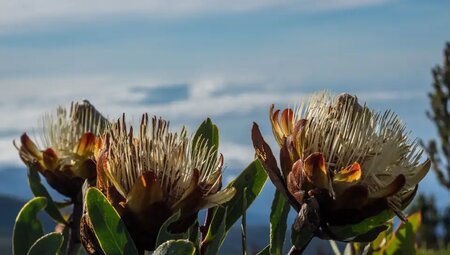 Kilimanjaro – Besteigung über die Lemosho-Route