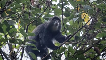 Kilimanjaro – Besteigung über die Lemosho-Route