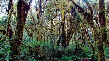 Kilimanjaro – Besteigung über die Lemosho-Route