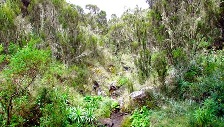 Kilimanjaro – Besteigung über die Marangu-Route
