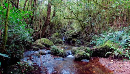 Kilimanjaro Marangu-Route Gruppenreise inkl. Flug
