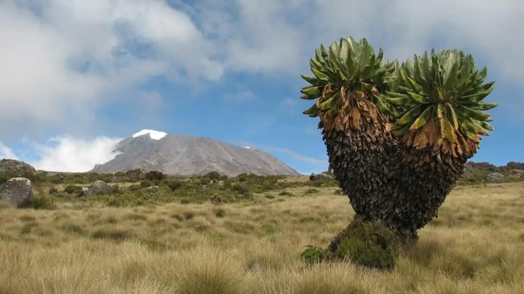 Kilimanjaro Lemosho-Route (Northern Circuit) - Wunschtermin