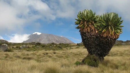 Kilimanjaro Lemosho-Route (Northern Circuit) - Wunschtermin