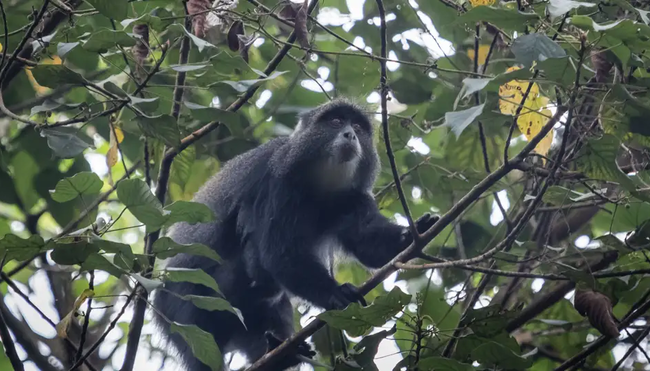 Kilimanjaro Lemosho-Route (Northern Circuit) - Wunschtermin