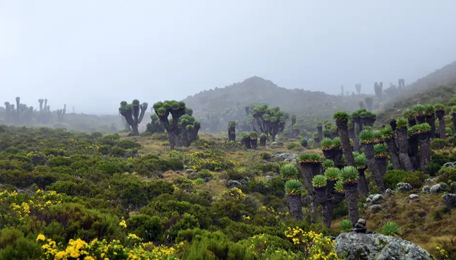 Kilimanjaro Marangu-Route - Wunschtermin
