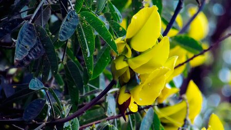 Kilimanjaro – Kikelewa-Route (Wunschtermin)