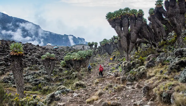 Kilimanjaro – Machame-Route (Wunschtermin)