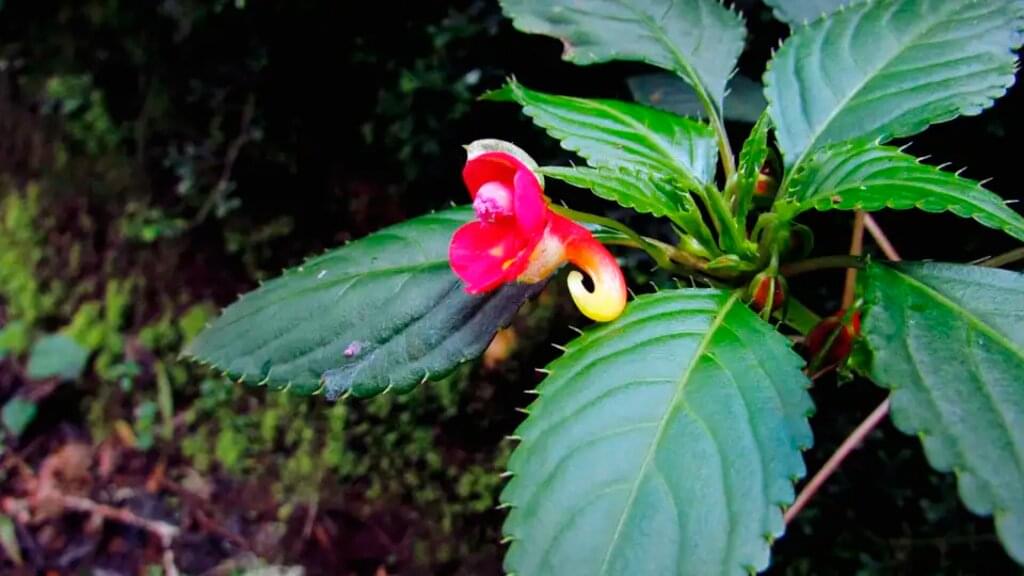 Kilimanjaro Machame-Route mit Karanga Camp - Wunschtermin