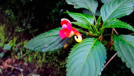 Kilimanjaro Machame-Route mit Karanga Camp - Wunschtermin