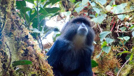 Kilimanjaro – Überschreitung auf der Kikelewa-Route