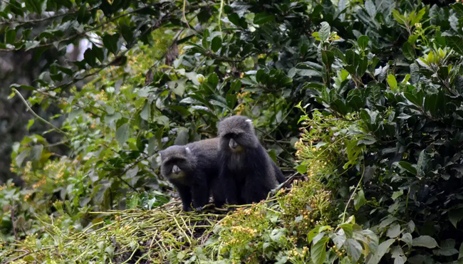 Tansania - Kilimanjaro Machame-Route mit Karanga Camp Gruppenreise inkl. Flug
