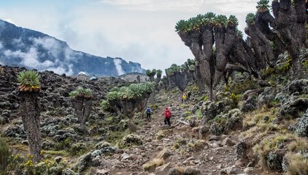 Kilimanjaro – Besteigung über die Machame-Route