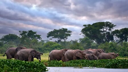 Uganda – Safari im Murchison Falls Nationalpark