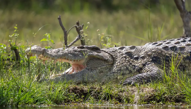 Uganda – Safari im Murchison Falls Nationalpark