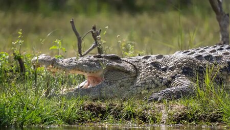 Uganda – Safari im Murchison Falls Nationalpark