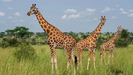 Uganda – Safari im Murchison Falls Nationalpark