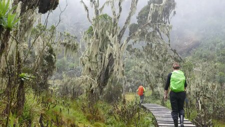 Uganda, Ruanda – Gorilla-Tracking und Ruwenzori-Gebirge