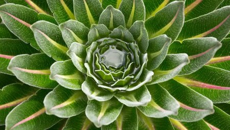 Uganda, Ruanda – Gorilla-Tracking und Ruwenzori-Gebirge