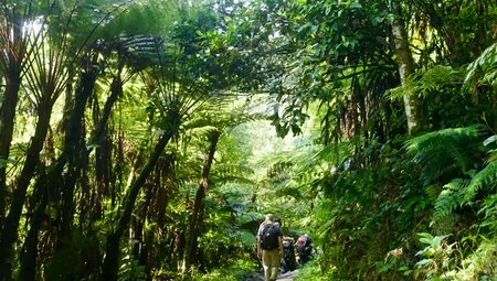 Uganda, Ruanda – Gorilla-Tracking und Ruwenzori-Gebirge