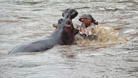 Uganda, Ruanda – Gorilla-Tracking und Ruwenzori-Gebirge